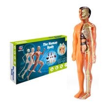 Afbeelding in Gallery-weergave laden, 3D-anatomie skeletmodel speelgoed