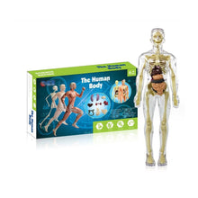 Afbeelding in Gallery-weergave laden, 3D-anatomie skeletmodel speelgoed
