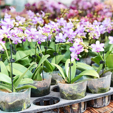 Afbeelding in Gallery-weergave laden, Clips voor planten