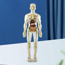 Afbeelding in Gallery-weergave laden, 3D-anatomie skeletmodel speelgoed