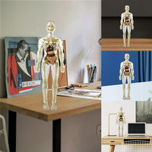 Afbeelding in Gallery-weergave laden, 3D-anatomie skeletmodel speelgoed