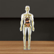 Afbeelding in Gallery-weergave laden, 3D-anatomie skeletmodel speelgoed