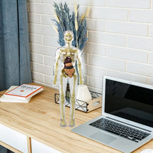 Afbeelding in Gallery-weergave laden, 3D-anatomie skeletmodel speelgoed