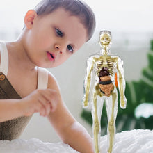 Afbeelding in Gallery-weergave laden, 3D-anatomie skeletmodel speelgoed