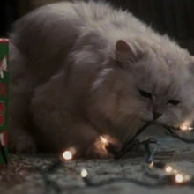Afbeelding in Gallery-weergave laden, Fried Cat Rug