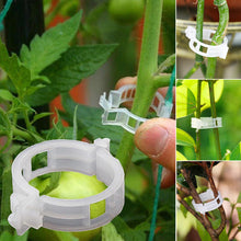 Afbeelding in Gallery-weergave laden, Ondersteuningsclips voor planten