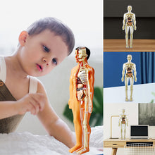 Afbeelding in Gallery-weergave laden, 3D-anatomie skeletmodel speelgoed