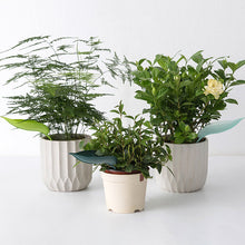 Afbeelding in Gallery-weergave laden, Funny Watering Leaves (6pcs)