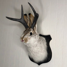 Afbeelding in Gallery-weergave laden, Kunstmatige jackalope taxidermie decoratie
