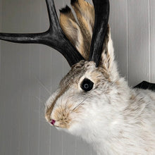 Afbeelding in Gallery-weergave laden, Kunstmatige jackalope taxidermie decoratie
