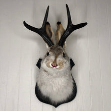 Afbeelding in Gallery-weergave laden, Kunstmatige jackalope taxidermie decoratie
