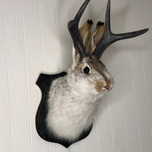 Afbeelding in Gallery-weergave laden, Kunstmatige jackalope taxidermie decoratie
