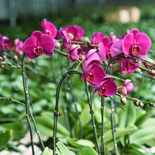 Afbeelding in Gallery-weergave laden, Clips voor planten

