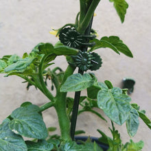 Afbeelding in Gallery-weergave laden, Clips voor planten
