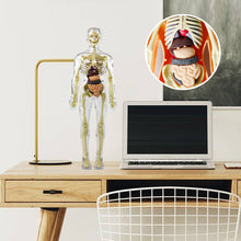 Afbeelding in Gallery-weergave laden, 3D-anatomie skeletmodel speelgoed
