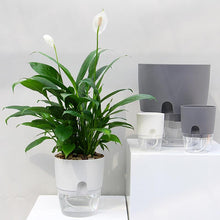 Afbeelding in Gallery-weergave laden, Zelfbewaterende hydrocultuur bloempot

