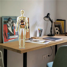 Afbeelding in Gallery-weergave laden, 3D-anatomie skeletmodel speelgoed

