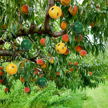 Afbeelding in Gallery-weergave laden, Opknoopbare Milieuvriendelijke Fruitvlieg Kleefvallen
