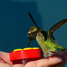 Afbeelding in Gallery-weergave laden, Flower Bar Hummingbird voeder
