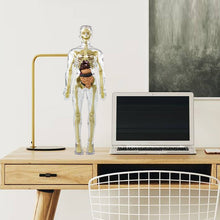 Afbeelding in Gallery-weergave laden, 3D-anatomie skeletmodel speelgoed
