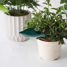 Afbeelding in Gallery-weergave laden, Funny Watering Leaves (6pcs)
