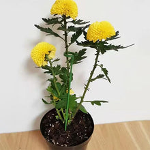 Afbeelding in Gallery-weergave laden, Ondersteunings inzet voor planten
