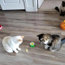 Afbeelding in Gallery-weergave laden, Interactief vogelspeelgoed voor katten
